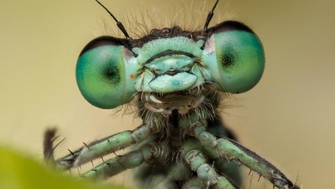 Обои насекомое, стрекоза, insect, dragonfly разрешение 2048x1365 Загрузить