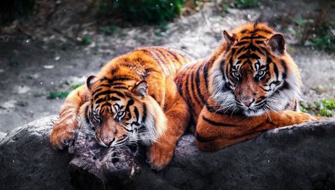 Обои тигр, хищники, большие кошки, тигры, tiger, predators, big cats, tigers разрешение 2045x1342 Загрузить