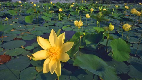 Обои цветы, листья, лепестки, пруд, желтые, лотосы, flowers, leaves, petals, pond, yellow, lotus разрешение 1920x1080 Загрузить