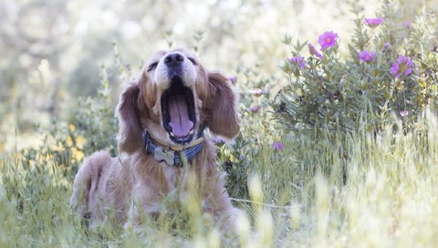 Обои цветы, трава, природа, собака, друг, спаниель, flowers, grass, nature, dog, each, spaniel разрешение 2560x1600 Загрузить