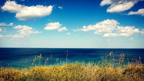 Обои цветы, трава, облака, берег, море, вид, flowers, grass, clouds, shore, sea, view разрешение 2880x1800 Загрузить