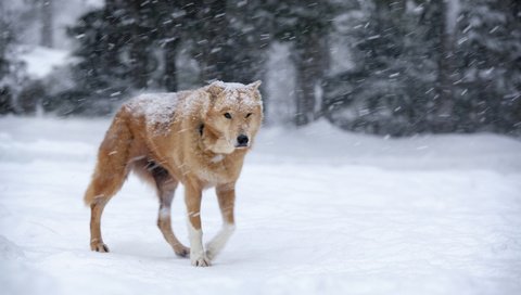 Обои снег, зима, собака, рыжая, метель, snow, winter, dog, red, blizzard разрешение 1920x1200 Загрузить