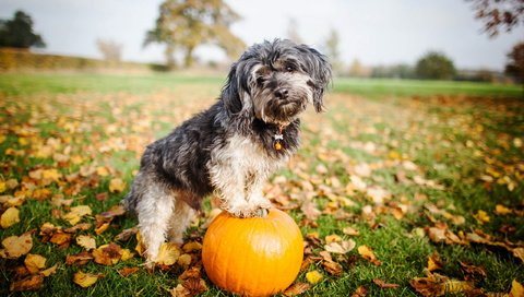 Обои взгляд, собака, друг, тыква, look, dog, each, pumpkin разрешение 2560x1600 Загрузить