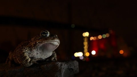 Обои ночь, фон, лягушка, night, background, frog разрешение 2560x1707 Загрузить