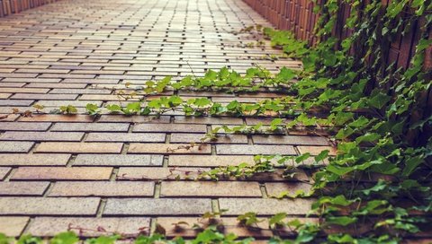 Обои зелень, кирпич, растение, брусчатка, плющ, декор, greens, brick, plant, pavers, ivy, decor разрешение 2880x1920 Загрузить