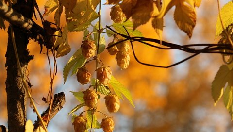 Обои природа, осень, растение, боке, хмель, крупным планом, nature, autumn, plant, bokeh, hops, closeup разрешение 2560x1707 Загрузить