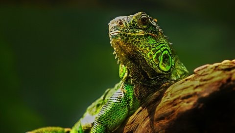 Обои глаза, природа, ящерица, камень, рептилия, игуана, eyes, nature, lizard, stone, reptile, iguana разрешение 2048x1365 Загрузить