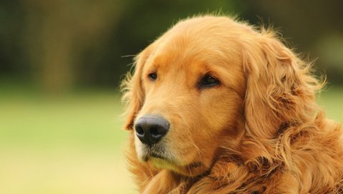 Обои морда, портрет, собака, золотистый ретривер, голден ретривер, face, portrait, dog, golden retriever разрешение 2048x1365 Загрузить