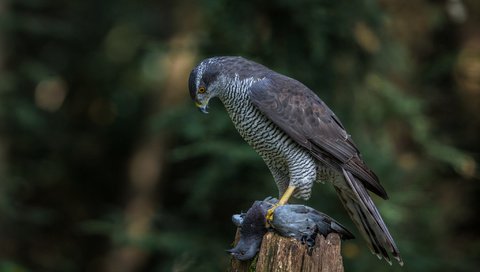 Обои природа, птица, добыча, ястреб, хищная, ястреб-тетеревятник, nature, bird, mining, hawk, predatory, goshawk разрешение 2048x1365 Загрузить