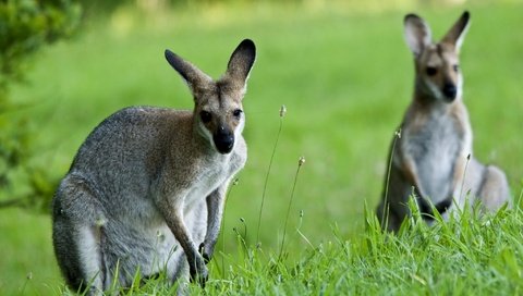Обои природа, фон, кенгуру, nature, background, kangaroo разрешение 2048x1371 Загрузить