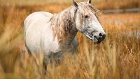 Обои морда, лошадь, портрет, поле, конь, белая, злаки, пасётся, face, horse, portrait, field, white, cereals, grazing разрешение 2669x1800 Загрузить