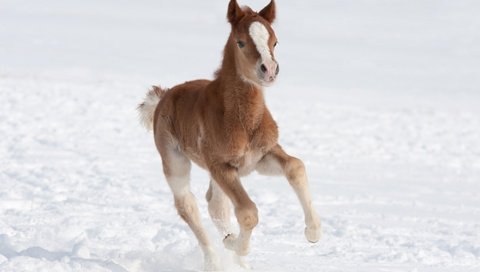 Обои лошадь, снег, зима, поле, коричневый, жеребенок, horse, snow, winter, field, brown, foal разрешение 2880x1920 Загрузить