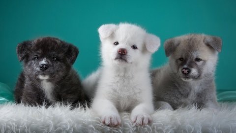 Обои щенки, собаки, трио, японская акита, puppies, dogs, trio, japanese akita разрешение 3000x1864 Загрузить