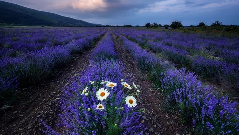 Обои цветы, поле, лаванда, ромашки, flowers, field, lavender, chamomile разрешение 1920x1200 Загрузить