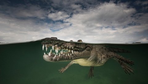 Обои вода, природа, крокодил, water, nature, crocodile разрешение 1920x1200 Загрузить