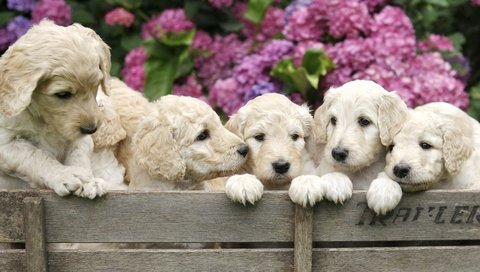 Обои цветы, щенки, собаки, ящик, золотистый ретривер, гортензия, flowers, puppies, dogs, box, golden retriever, hydrangea разрешение 2880x1911 Загрузить