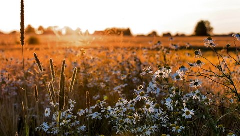 Обои цветы, поле, лето, ромашки, flowers, field, summer, chamomile разрешение 2560x1600 Загрузить