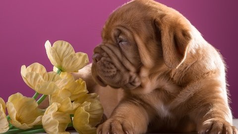 Обои цветы, щенок, профиль, порода, бордоский дог, flowers, puppy, profile, breed, dogue de bordeaux разрешение 3000x1897 Загрузить