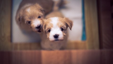 Обои щенки, собаки, боке, милые, бишон, puppies, dogs, bokeh, cute, bichon разрешение 2560x1709 Загрузить
