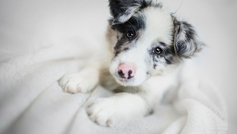 Обои морда, взгляд, собака, щенок, бордер-колли, face, look, dog, puppy, the border collie разрешение 2000x1235 Загрузить