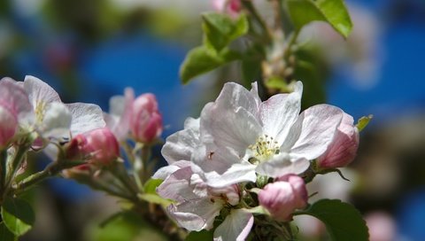 Обои ветка, дерево, макро, весна, яблоня, branch, tree, macro, spring, apple разрешение 2400x1599 Загрузить