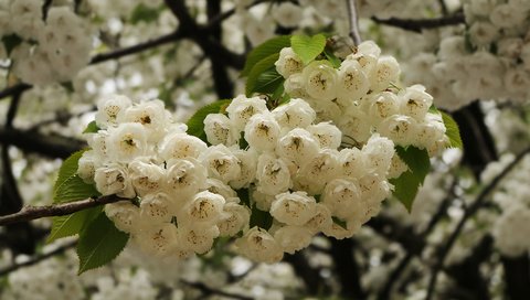 Обои ветка, цветение, весна, вишня, цветки, branch, flowering, spring, cherry, flowers разрешение 2048x1271 Загрузить