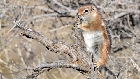 Обои коряга, суслик, белохвостый суслик, snag, gopher, white-tailed prairie dog разрешение 2880x1920 Загрузить