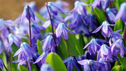 Обои цветы, макро, голубой, весна, первоцвет, пролеска, пролески, flowers, macro, blue, spring, primrose, scilla разрешение 2232x1484 Загрузить