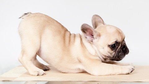Обои поза, щенок, французский бульдог, pose, puppy, french bulldog разрешение 3000x1804 Загрузить