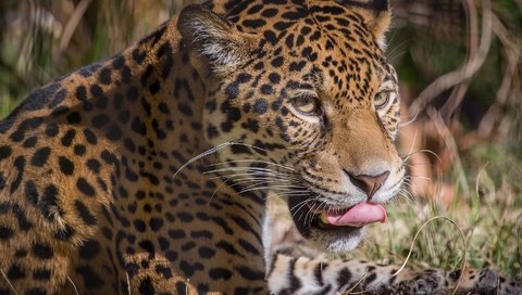 Обои морда, портрет, пятна, хищник, ягуар, язык, face, portrait, spot, predator, jaguar, language разрешение 1940x1292 Загрузить