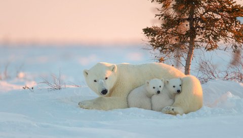 Обои белый медведь, медведица, медвежата, polar bear, bear, bears разрешение 2048x1365 Загрузить