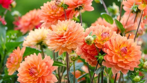 Обои шары, осень, георгины, balls, autumn, dahlias разрешение 2500x1565 Загрузить