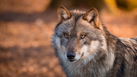 Обои глаза, морда, взгляд, волк, шерсть. хищник, eyes, face, look, wolf, wool. predator разрешение 2048x1365 Загрузить
