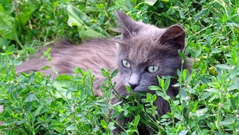 Обои трава, кот, кошка, серый, grass, cat, grey разрешение 5184x3888 Загрузить
