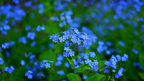 Обои цветы, листья, макро, лепестки, размытость, незабудки, синие, flowers, leaves, macro, petals, blur, forget-me-nots, blue разрешение 1920x1280 Загрузить