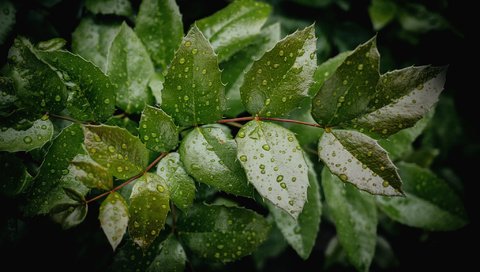 Обои вода, дерево, листья, ветки, капли, зеленые, water, tree, leaves, branches, drops, green разрешение 2048x1368 Загрузить