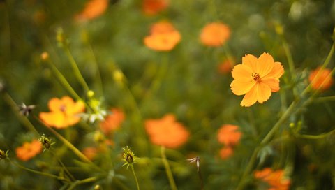 Обои цветы, лепестки, оранжевые, flowers, petals, orange разрешение 3088x2056 Загрузить