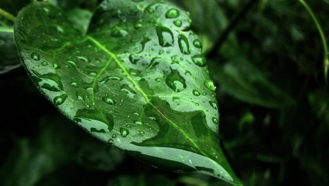 Обои вода, природа, листья, макро, фон, капли, water, nature, leaves, macro, background, drops разрешение 1920x1080 Загрузить