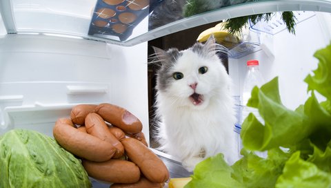 Обои кот, кошка, холодильник, капуста, сосиски, cat, refrigerator, cabbage, sausage разрешение 3990x2655 Загрузить