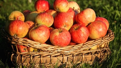 Обои трава, фрукты, яблоки, корзина, плоды, grass, fruit, apples, basket разрешение 2100x1400 Загрузить
