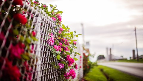 Обои цветы, фон, забор, flowers, background, the fence разрешение 2048x1365 Загрузить