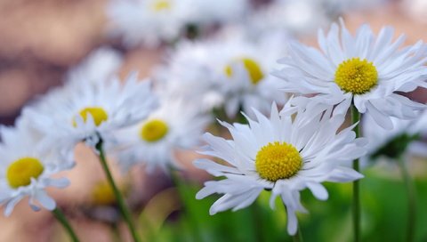 Обои цветы, макро, лепестки, ромашки, flowers, macro, petals, chamomile разрешение 2232x1484 Загрузить