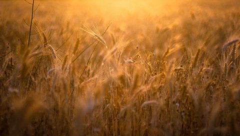 Обои природа, поле, лето, колосья, пшеница, рожь, nature, field, summer, ears, wheat, rye разрешение 2047x1275 Загрузить