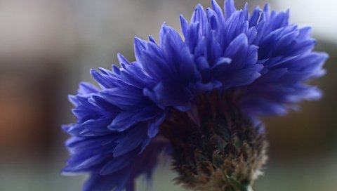 Обои фокус камеры, макро, синий, цветок, василек, крупным планом, the focus of the camera, macro, blue, flower, cornflower, closeup разрешение 2048x1363 Загрузить