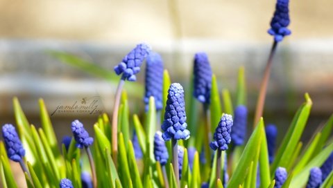 Обои цветы, макро, весна, синие, май, мускари, мышиный гиацинт, flowers, macro, spring, blue, may, muscari, hyacinth mouse разрешение 2992x2000 Загрузить