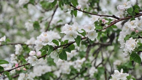 Обои дерево, ветки, весна, яблоня, tree, branches, spring, apple разрешение 3000x1993 Загрузить