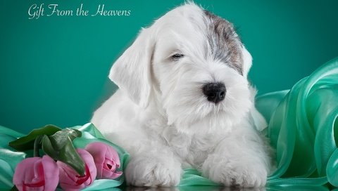 Обои щенок, тюльпаны, силихем-терьер, puppy, tulips, the sealyham terrier разрешение 3000x1841 Загрузить