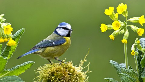 Обои цветы, птица, клюв, мох, перья, первоцвет, синица, лазоревка, flowers, bird, beak, moss, feathers, primrose, tit, blue tit разрешение 2043x1150 Загрузить