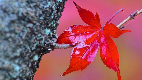 Обои дерево, макро, осень, лист, tree, macro, autumn, sheet разрешение 3840x2400 Загрузить