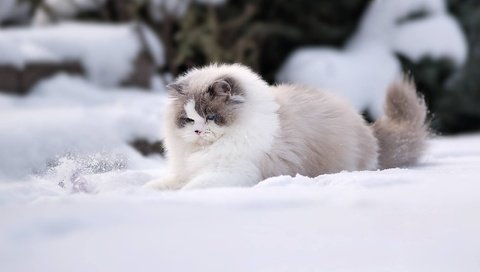 Обои снег, зима, кошка, пушистая, рэгдолл, snow, winter, cat, fluffy, ragdoll разрешение 1920x1080 Загрузить